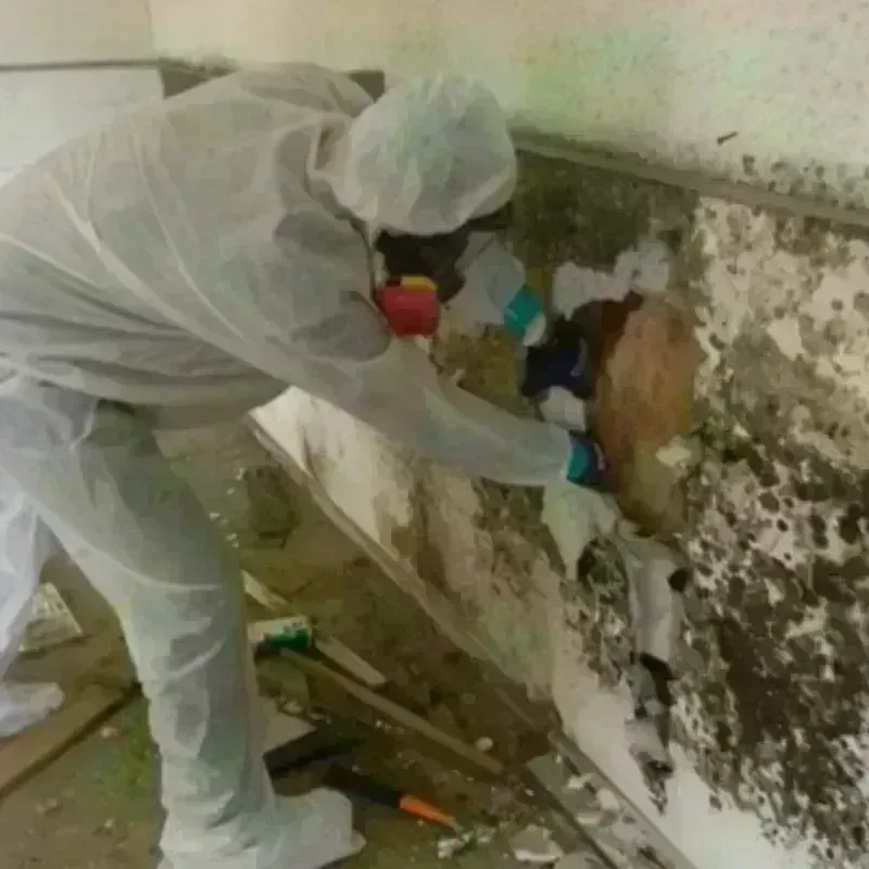 Mold Remediation and Removal in Roanoke Rapids, NC